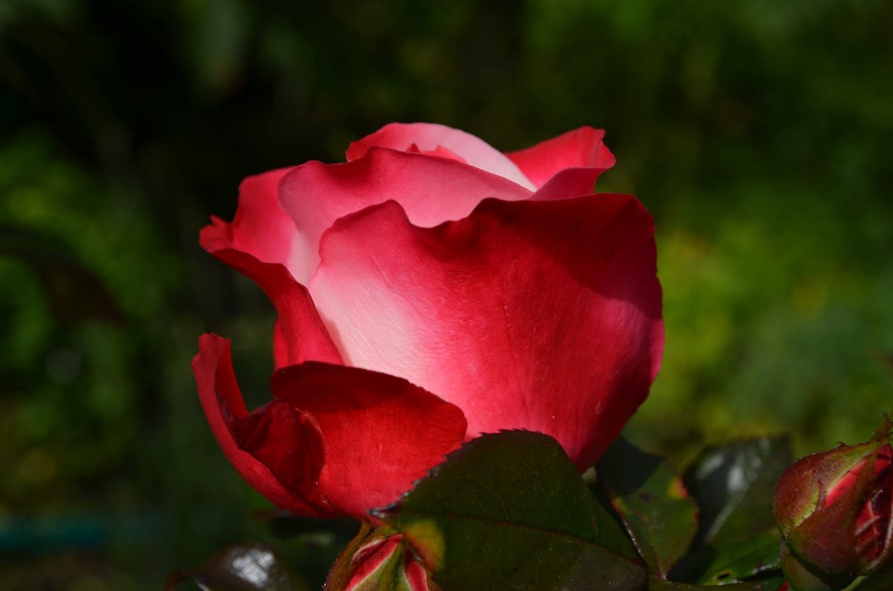 Close-up of a vibrant red rose in full bloom, showcasing delicate petals against a lush green background.